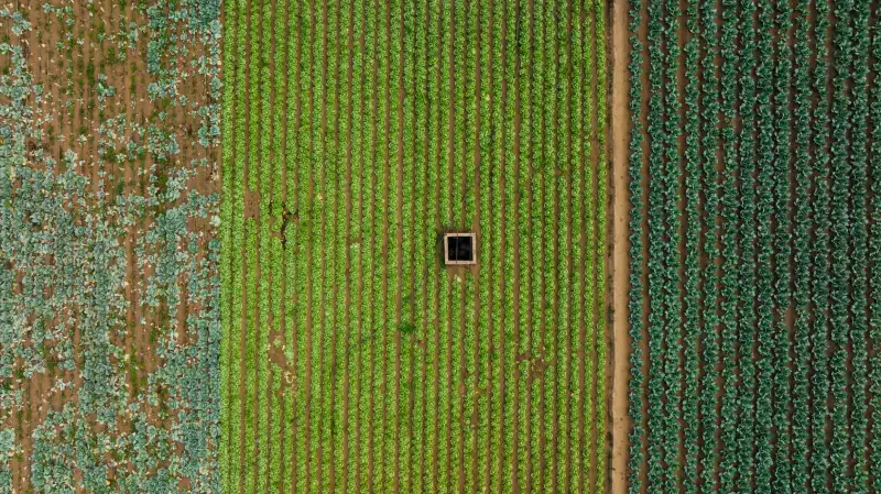 水溶肥滴灌方案设计:西南地区经济作物施肥技术要点正文配图 2